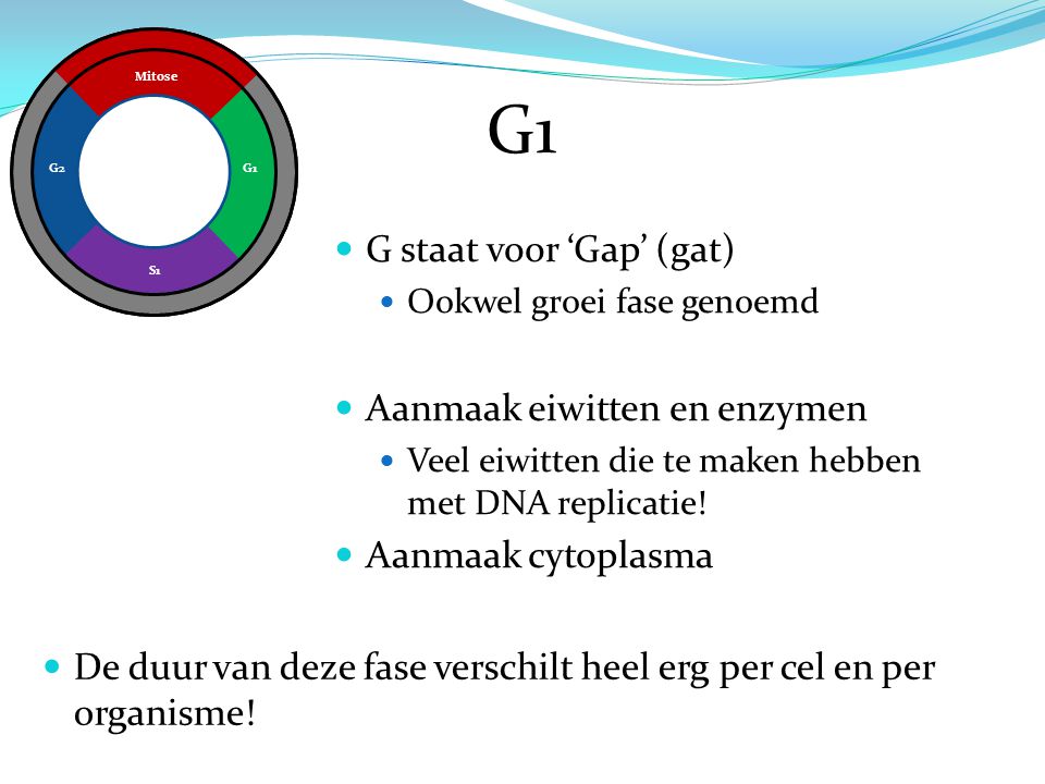 G1 G staat voor ‘Gap’ (gat) Aanmaak eiwitten en enzymen