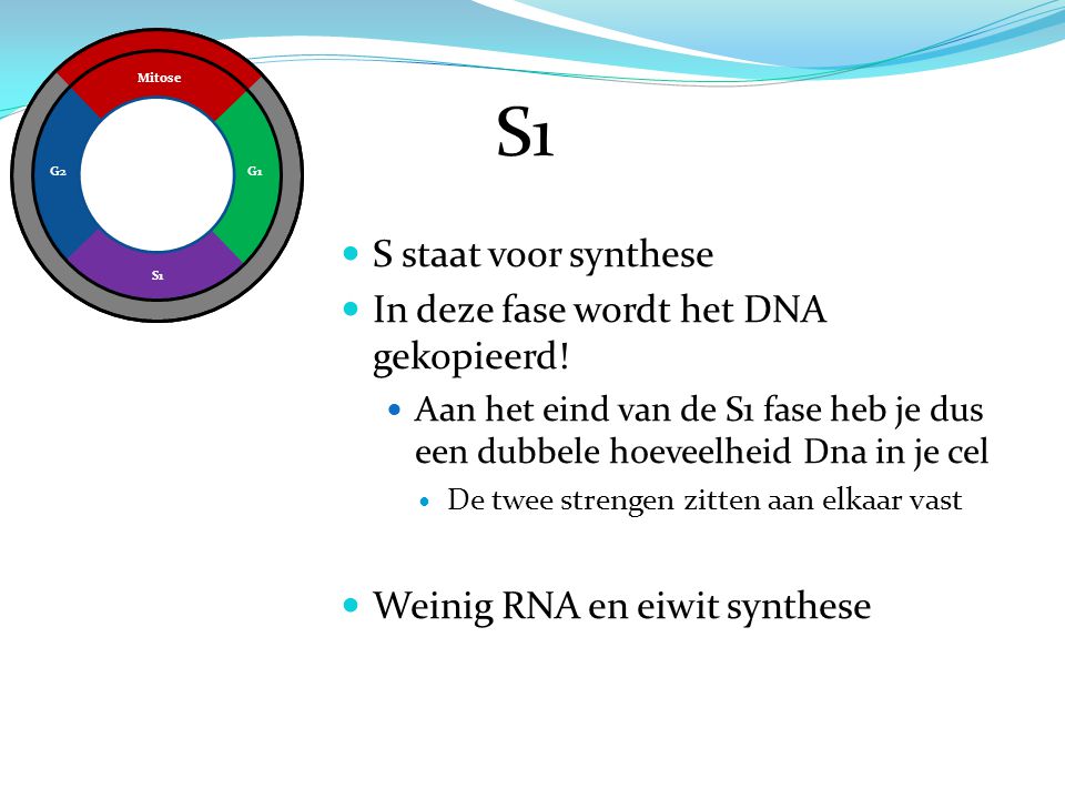 S1 S staat voor synthese In deze fase wordt het DNA gekopieerd!