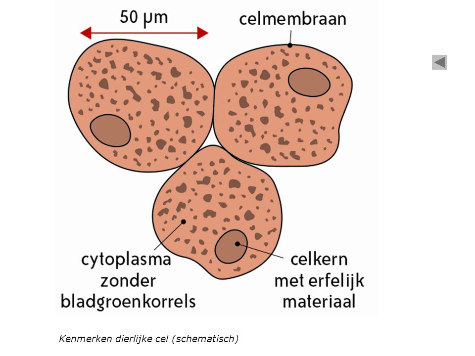 Kenmerken dierlijke cel (schematisch)