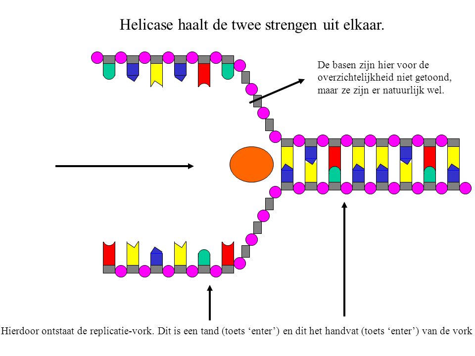 Helicase haalt de twee strengen uit elkaar.