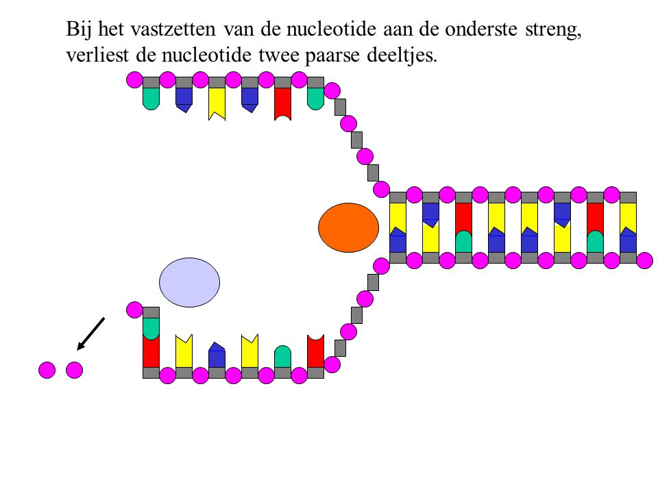 Bij het vastzetten van de nucleotide aan de onderste streng,