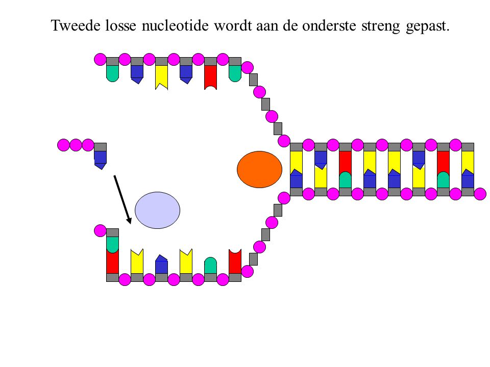 Tweede losse nucleotide wordt aan de onderste streng gepast.