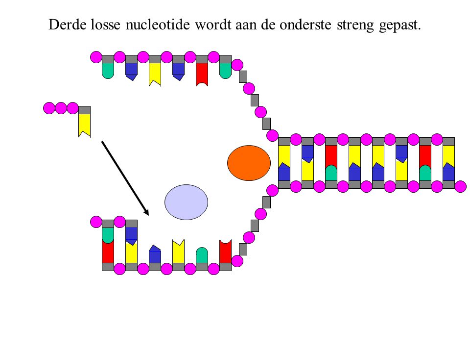 Derde losse nucleotide wordt aan de onderste streng gepast.