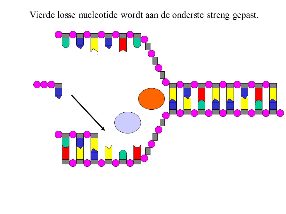 Vierde losse nucleotide wordt aan de onderste streng gepast.