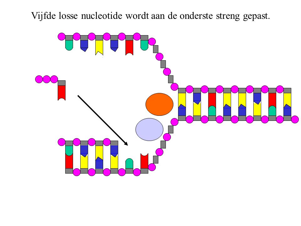 Vijfde losse nucleotide wordt aan de onderste streng gepast.