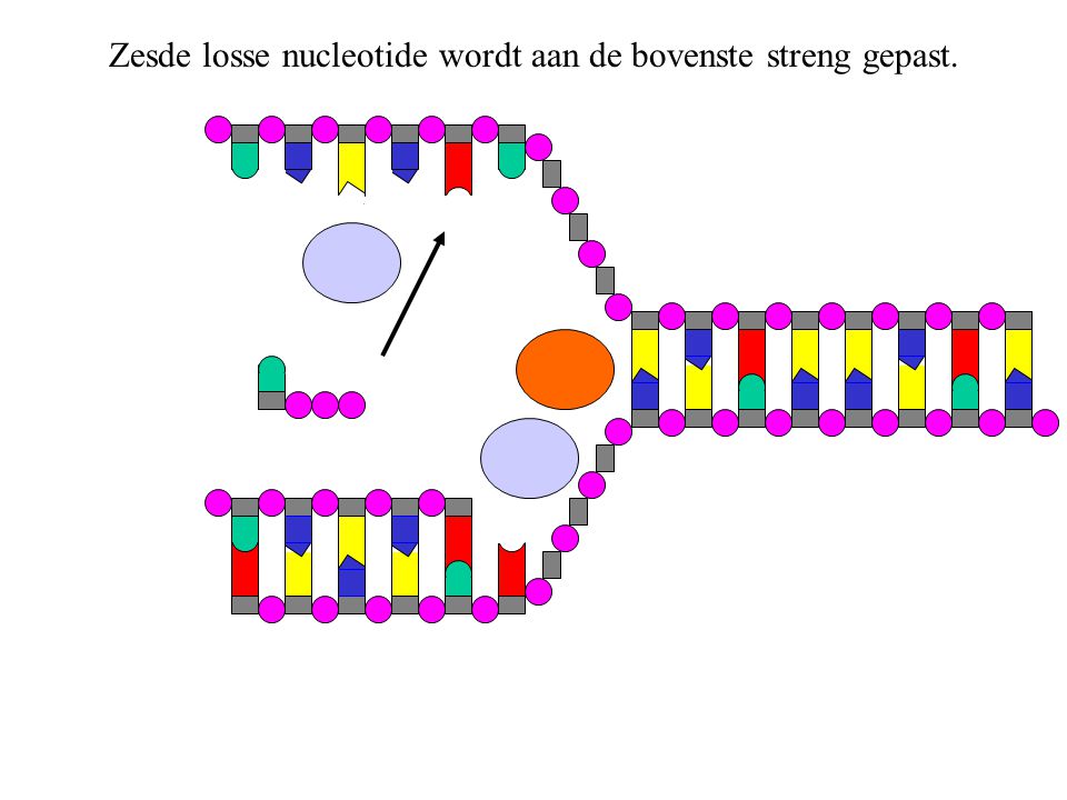 Zesde losse nucleotide wordt aan de bovenste streng gepast.
