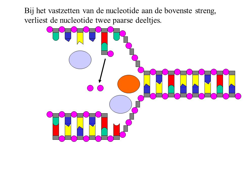Bij het vastzetten van de nucleotide aan de bovenste streng,