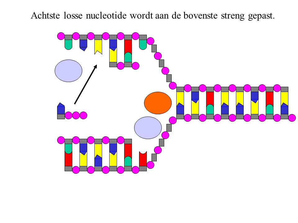 Achtste losse nucleotide wordt aan de bovenste streng gepast.