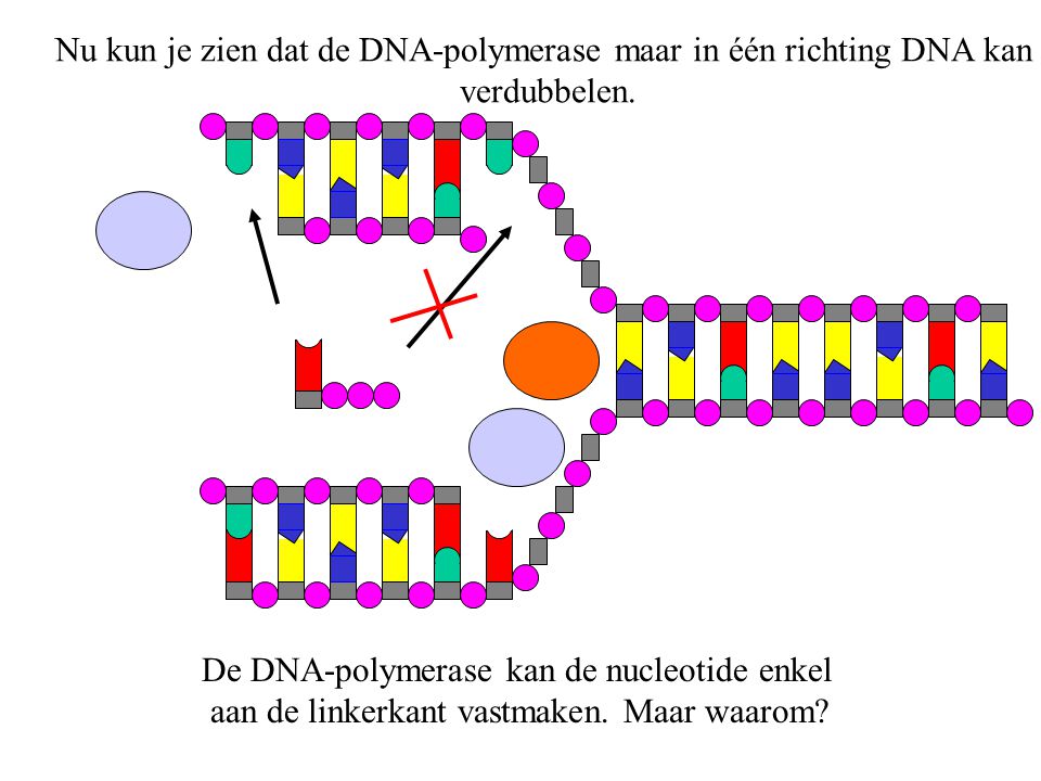 Nu kun je zien dat de DNA-polymerase maar in één richting DNA kan