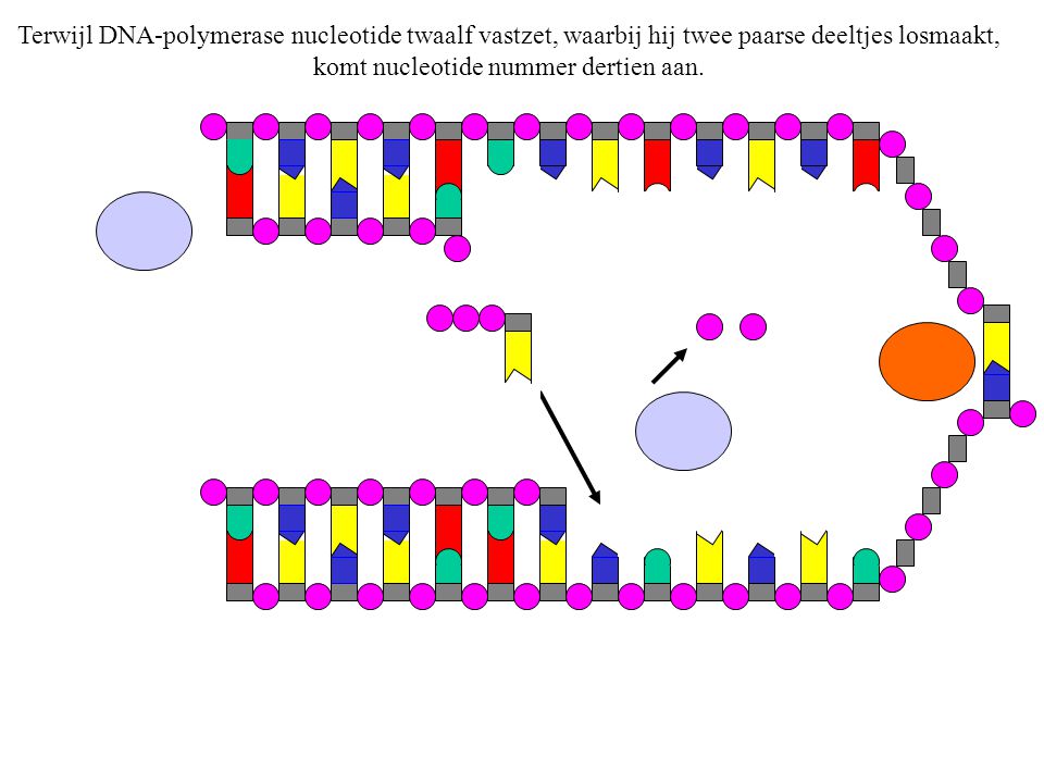 Terwijl DNA-polymerase nucleotide twaalf vastzet, waarbij hij twee paarse deeltjes losmaakt, komt nucleotide nummer dertien aan.