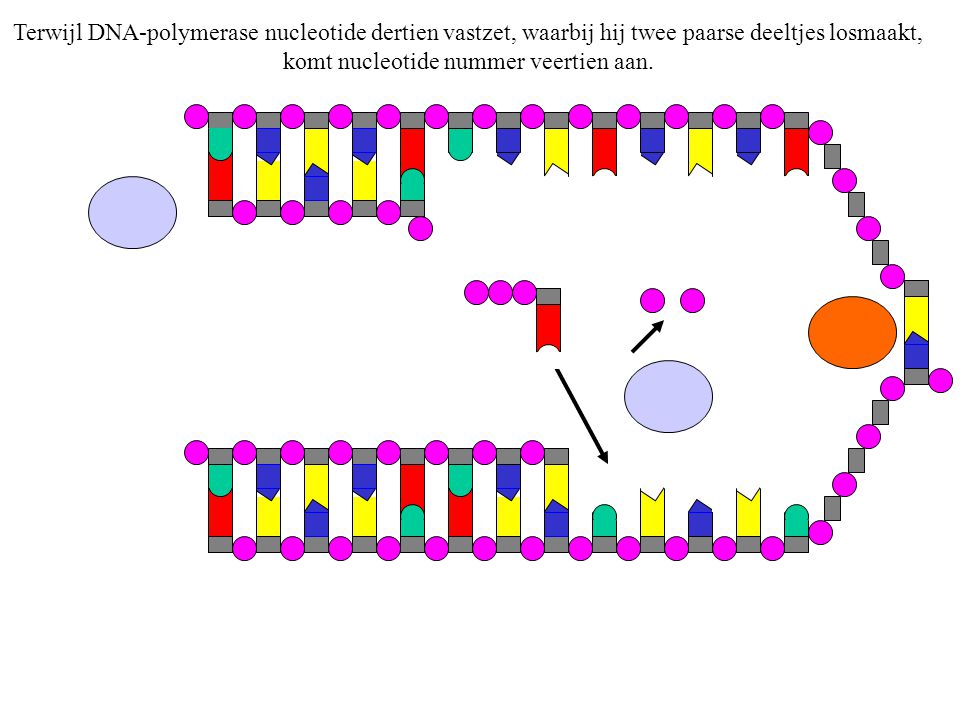 Terwijl DNA-polymerase nucleotide dertien vastzet, waarbij hij twee paarse deeltjes losmaakt, komt nucleotide nummer veertien aan.