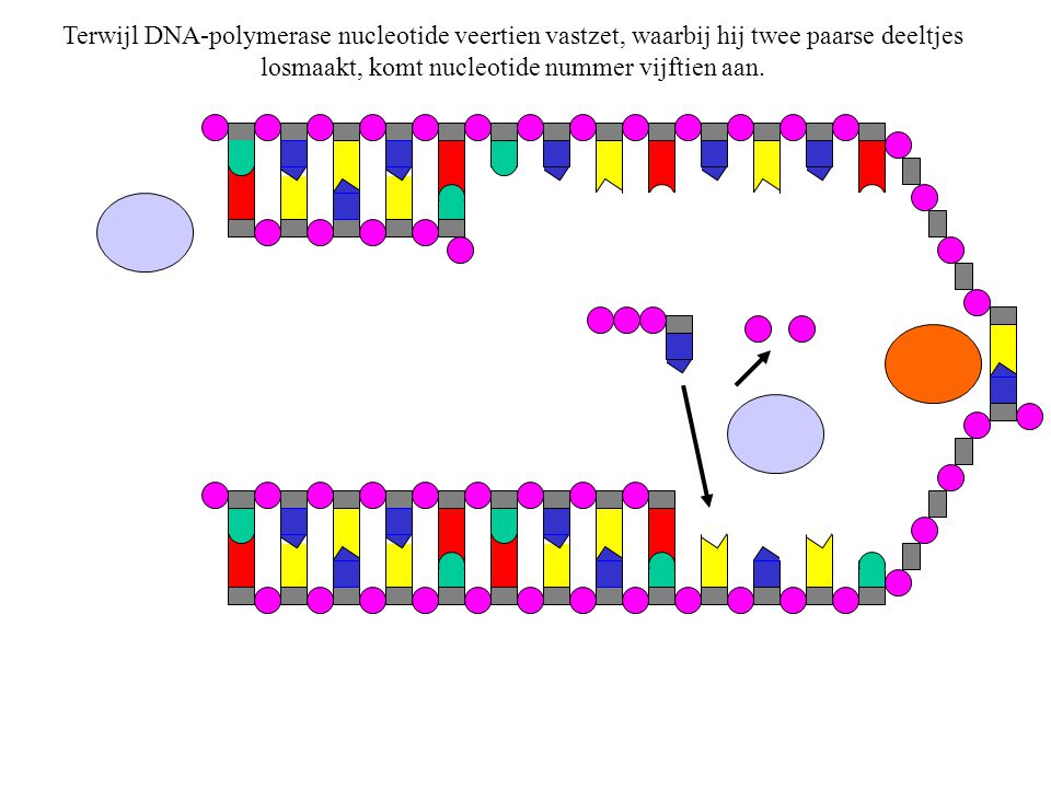 Terwijl DNA-polymerase nucleotide veertien vastzet, waarbij hij twee paarse deeltjes losmaakt, komt nucleotide nummer vijftien aan.