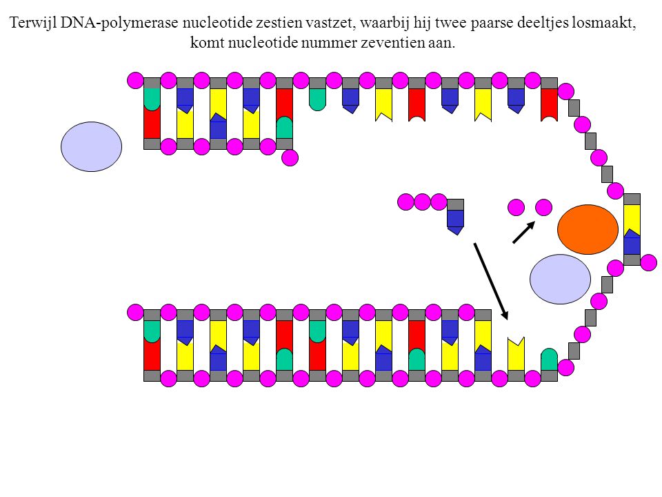 Terwijl DNA-polymerase nucleotide zestien vastzet, waarbij hij twee paarse deeltjes losmaakt, komt nucleotide nummer zeventien aan.