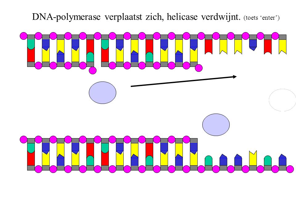DNA-polymerase verplaatst zich, helicase verdwijnt. (toets ‘enter’)