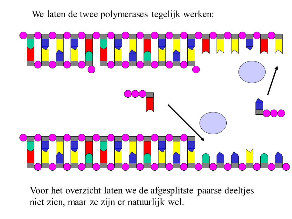 We laten de twee polymerases tegelijk werken: