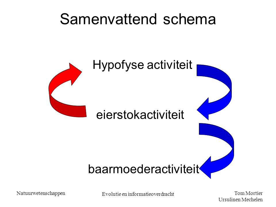 Samenvattend schema Hypofyse activiteit eierstokactiviteit