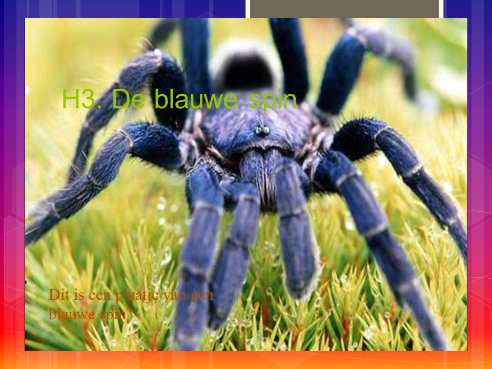 H3. De blauwe spin Dit is een plaatje van een blauwe spin