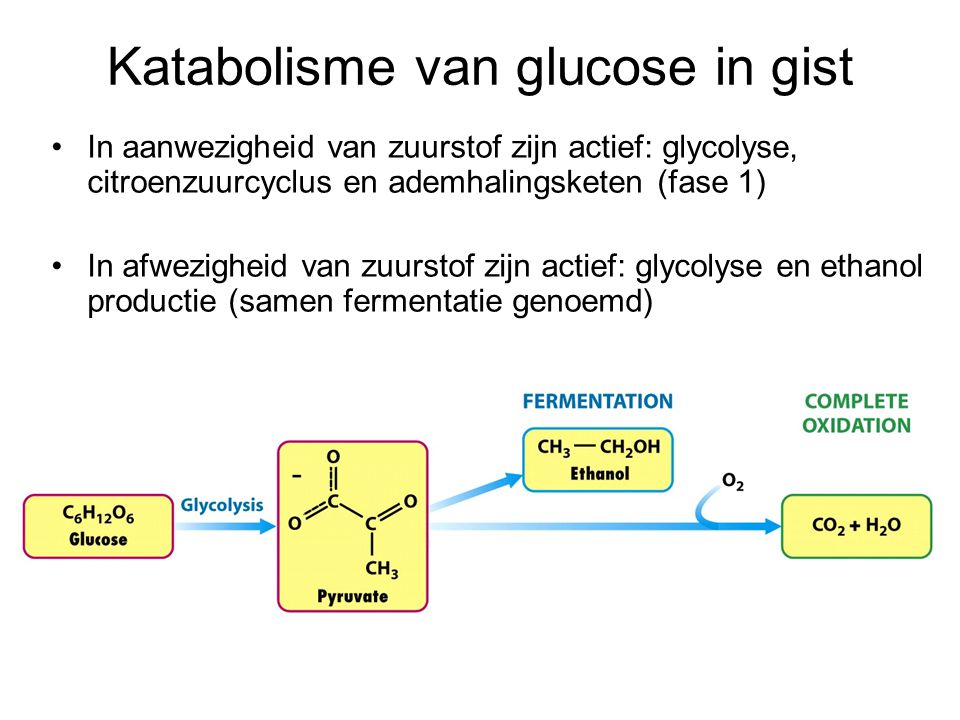 Katabolisme van glucose in gist
