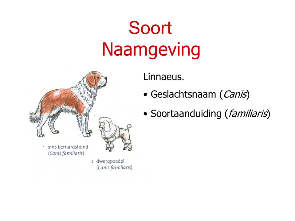 Soort Naamgeving Linnaeus. Geslachtsnaam (Canis)