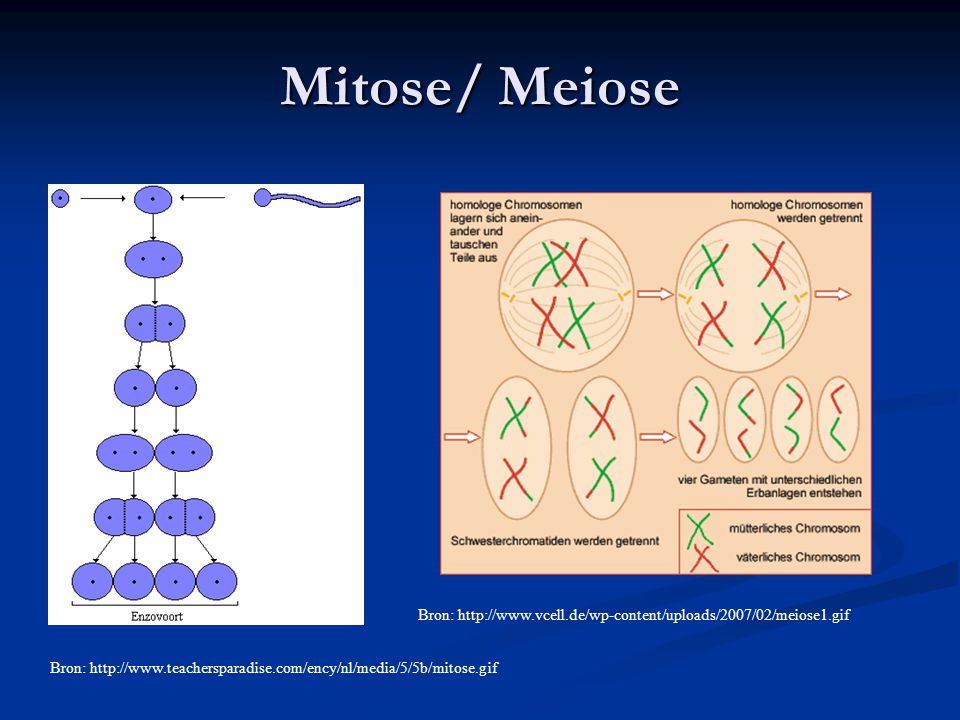 Mitose/ Meiose Bron: