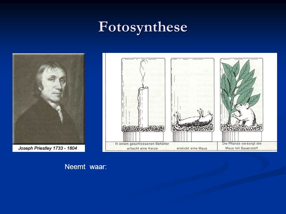 Fotosynthese Neemt waar: