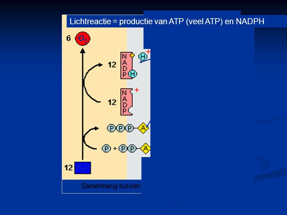 Lichtreactie = productie van ATP (veel ATP) en NADPH