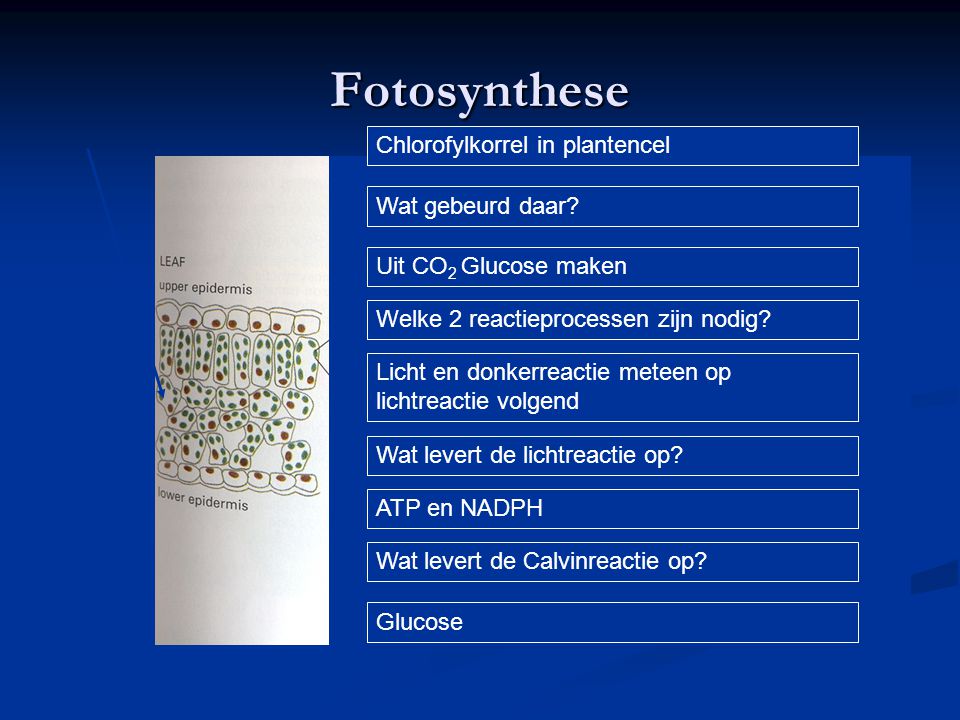 Fotosynthese Chlorofylkorrel in plantencel Wat gebeurd daar
