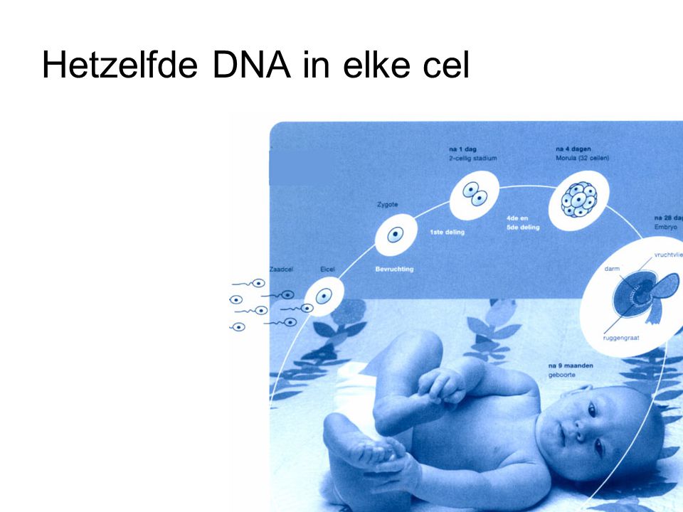 Hetzelfde DNA in elke cel
