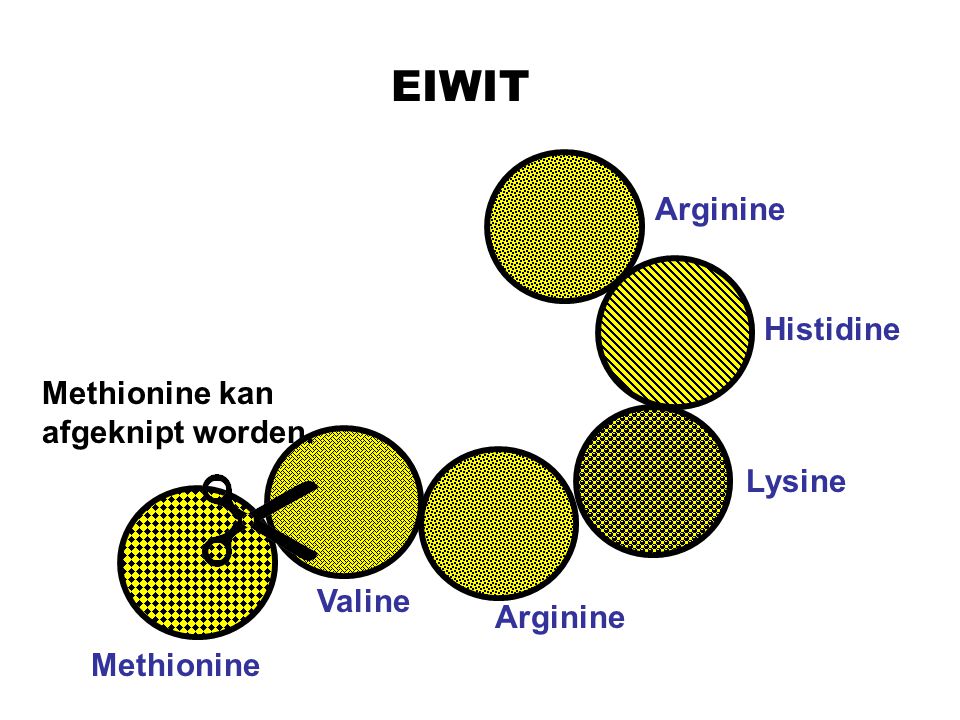 EIWIT Arginine Histidine Methionine kan afgeknipt worden. Lysine