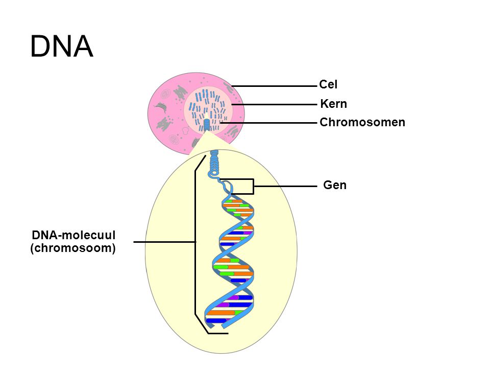 DNA Cel Kern Chromosomen Gen DNA-molecuul (chromosoom)