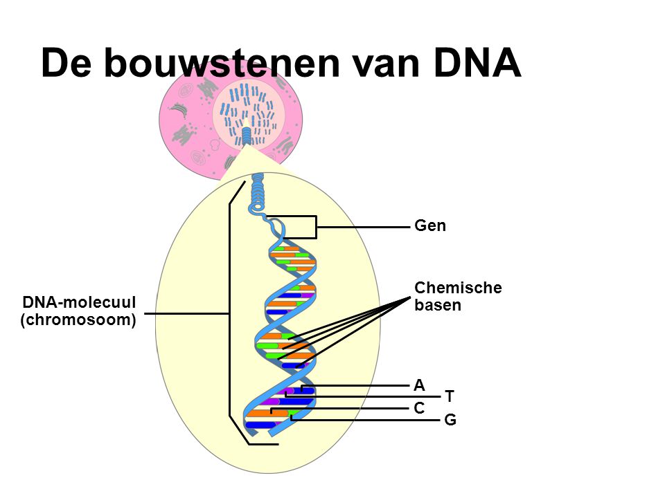De bouwstenen van DNA Gen Chemische basen DNA-molecuul (chromosoom) A