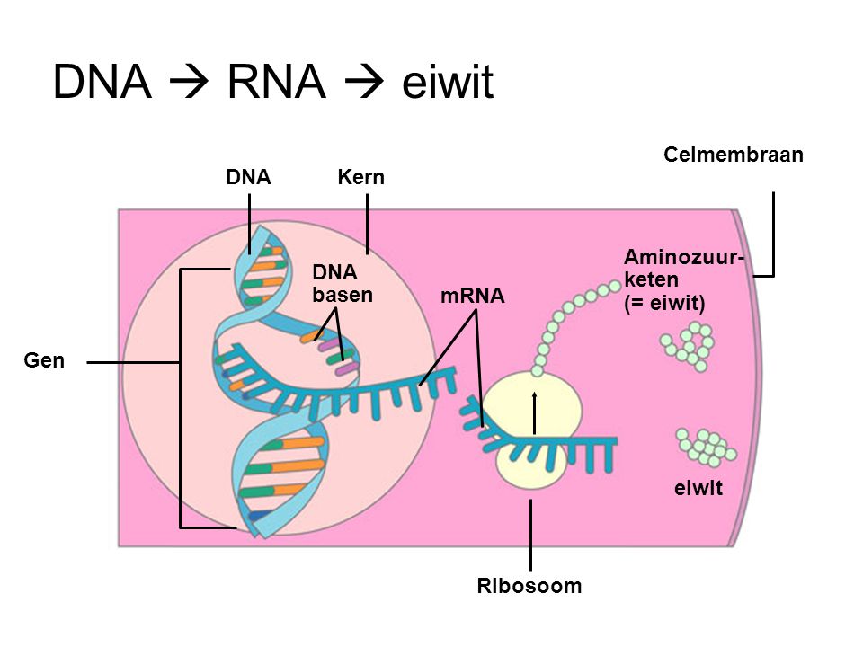 DNA  RNA  eiwit Celmembraan DNA Kern Aminozuur-keten (= eiwit)