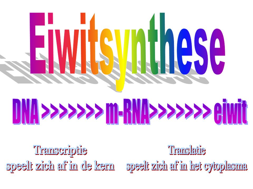 Eiwitsynthese DNA >>>>>>> m-RNA>>>>>>> eiwit. Transcriptie. speelt zich af in de kern. Translatie.