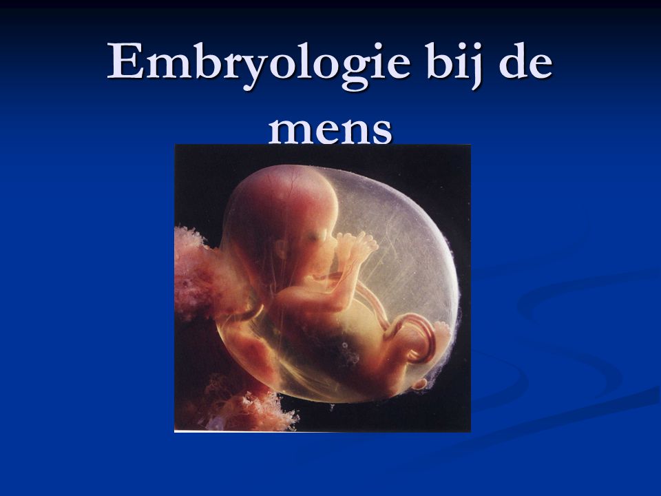 Embryologie bij de mens