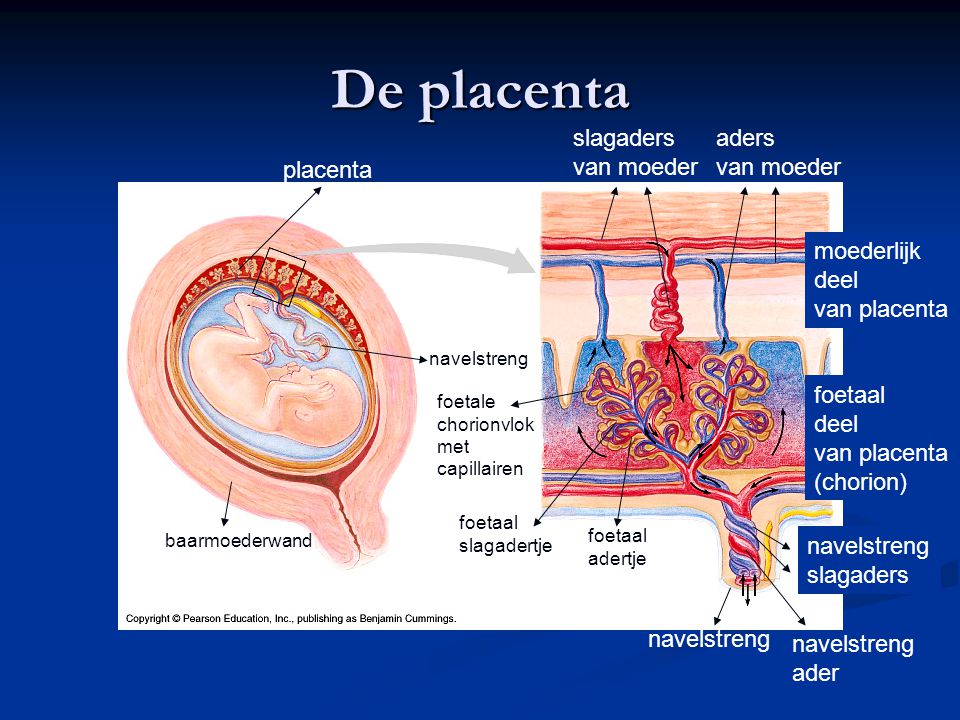 De placenta slagaders van moeder aders van moeder placenta moederlijk