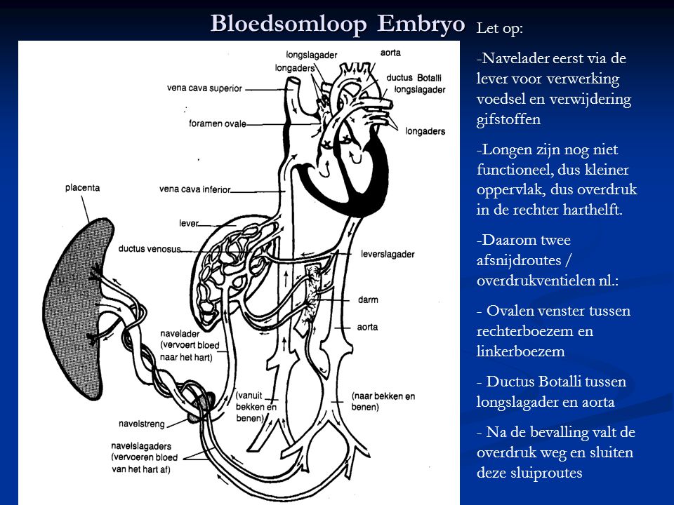 Bloedsomloop Embryo Let op:
