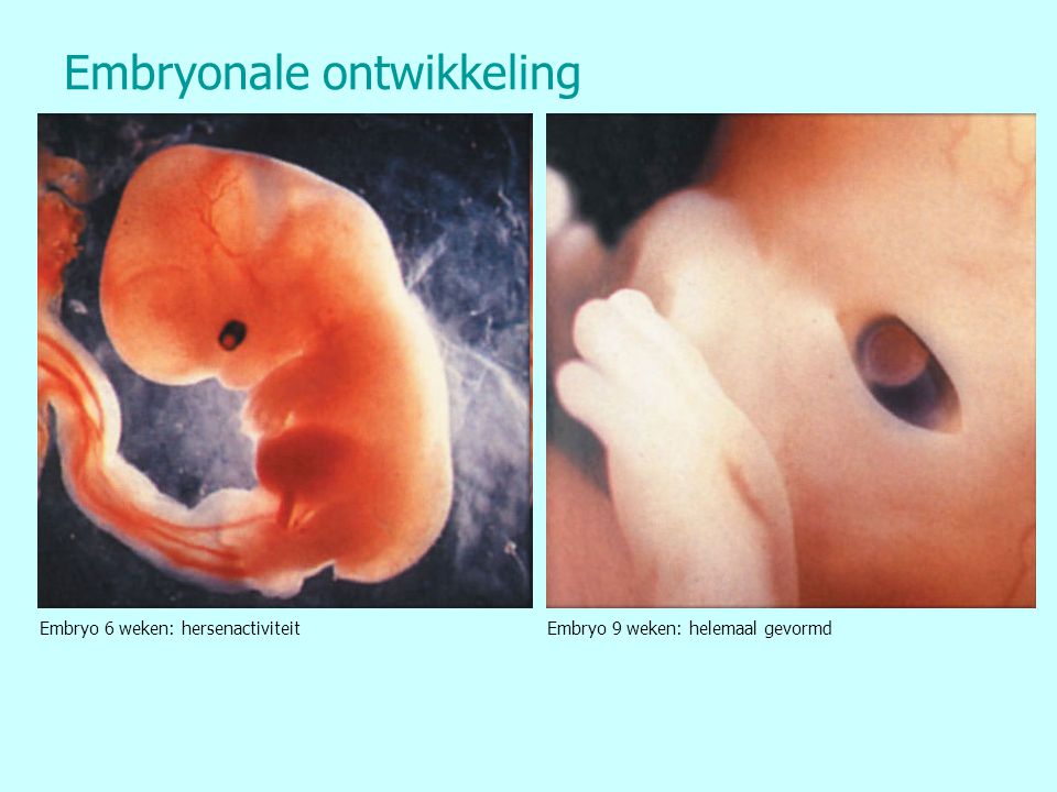 Embryonale ontwikkeling