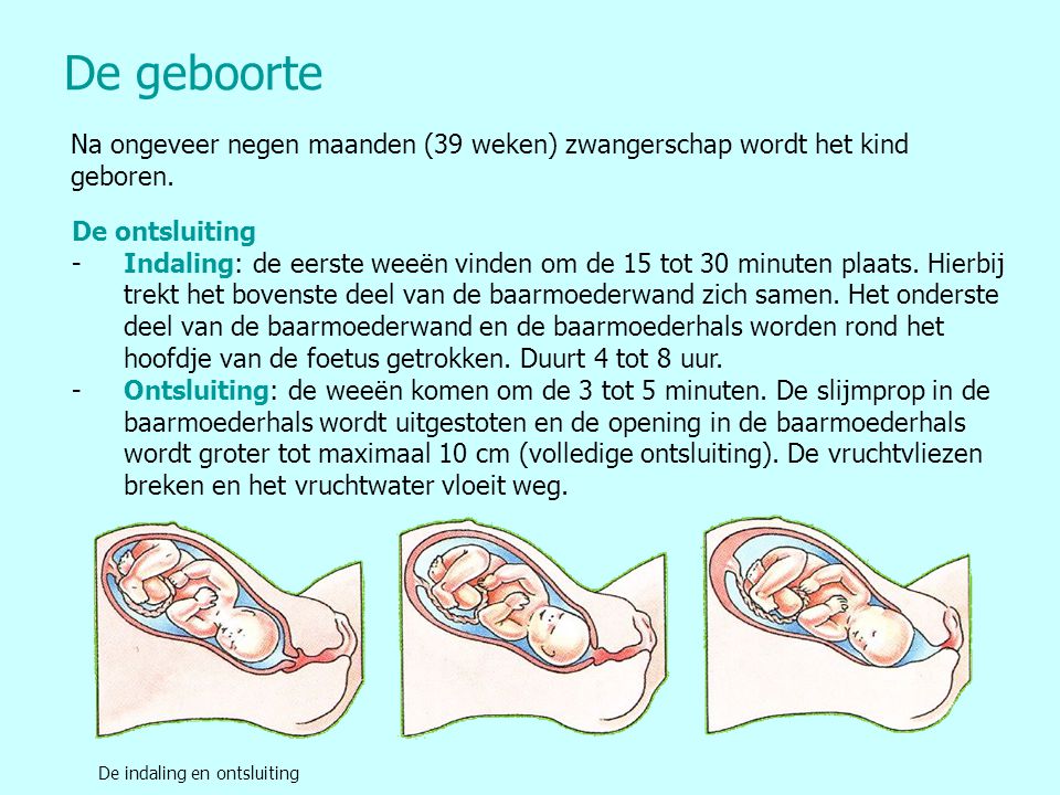 De geboorte Na ongeveer negen maanden (39 weken) zwangerschap wordt het kind geboren. De ontsluiting.