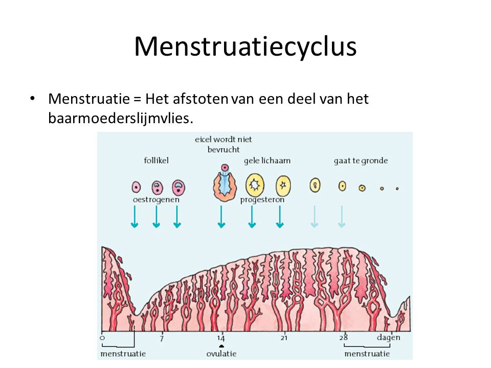 Menstruatiecyclus Menstruatie = Het afstoten van een deel van het baarmoederslijmvlies.