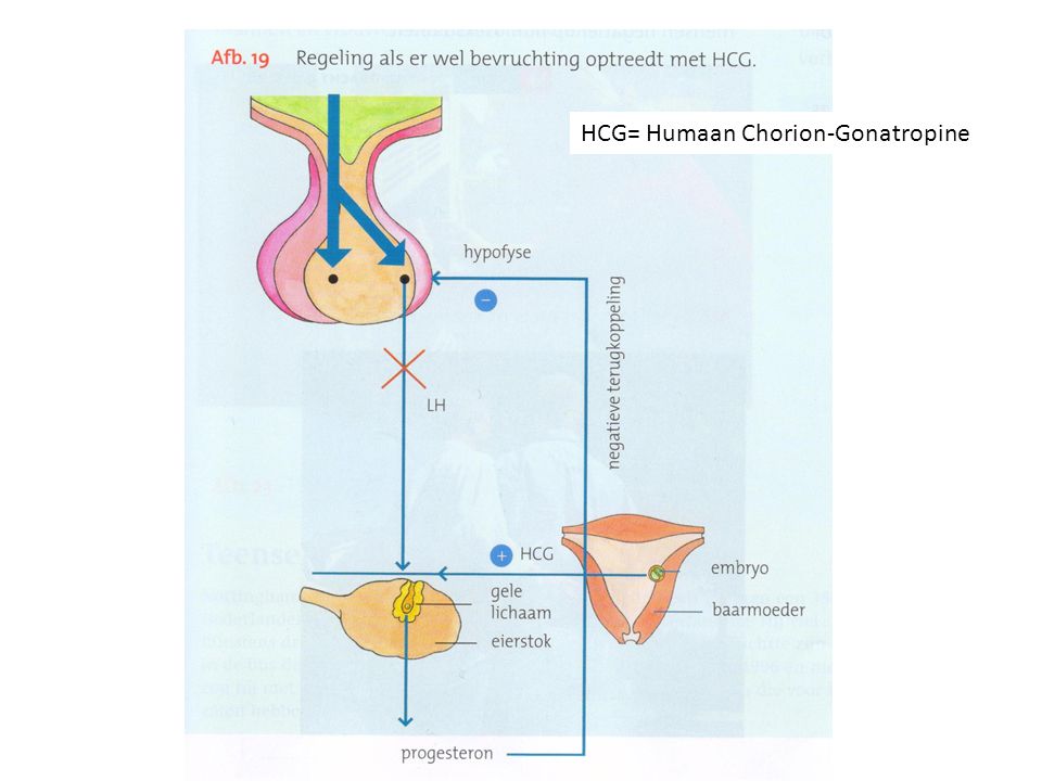 HCG= Humaan Chorion-Gonatropine