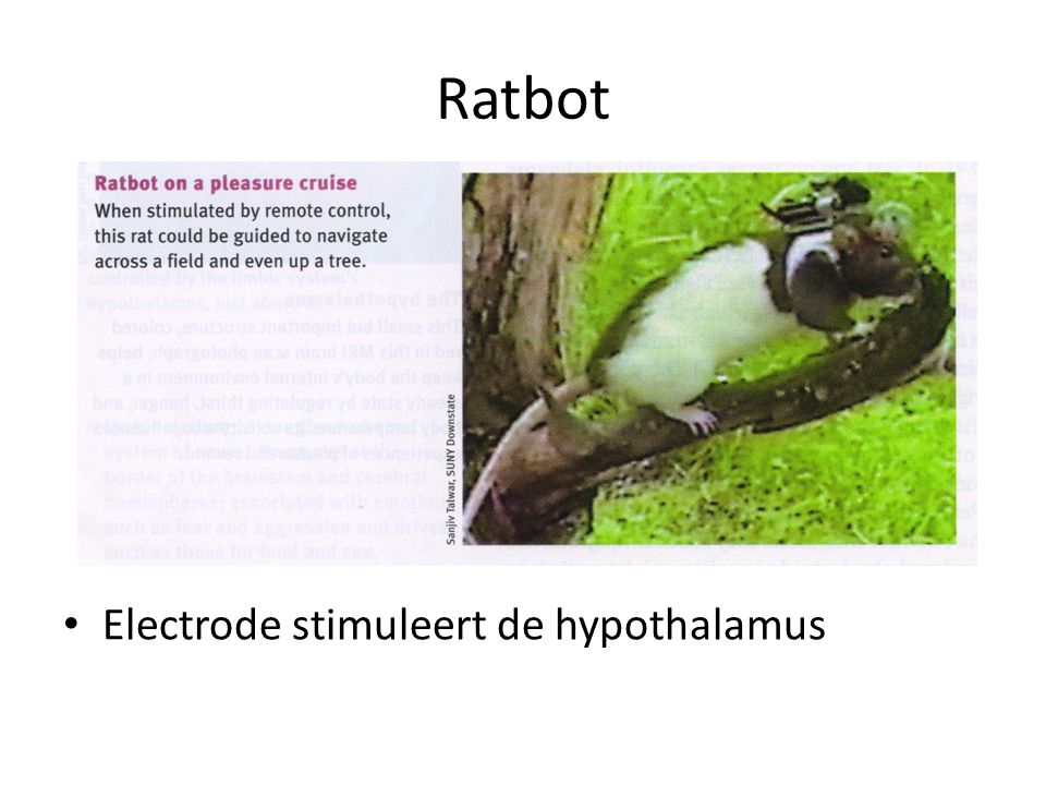 Ratbot Electrode stimuleert de hypothalamus