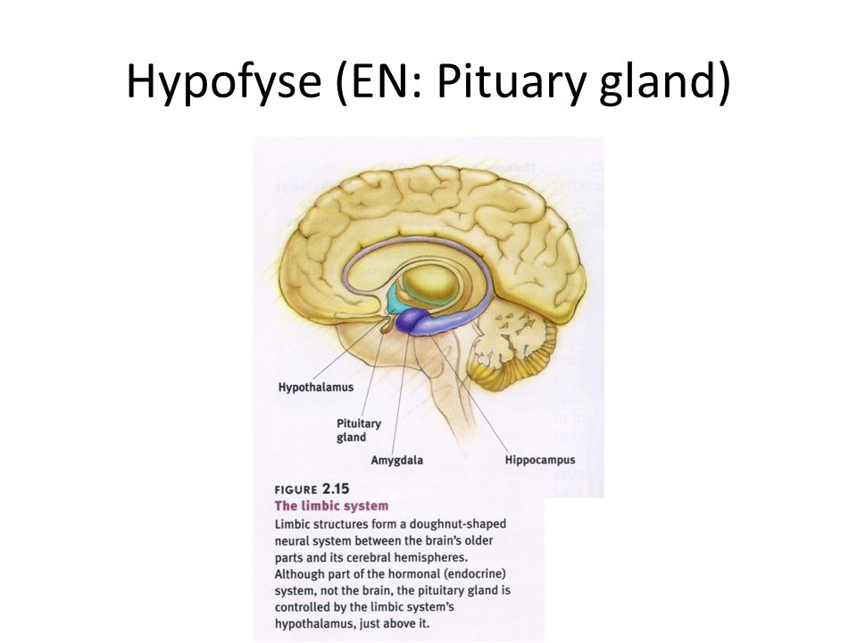 Hypofyse (EN: Pituary gland)