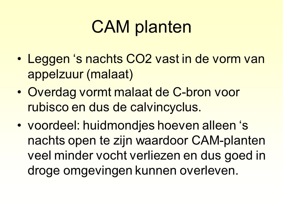 CAM planten Leggen ‘s nachts CO2 vast in de vorm van appelzuur (malaat) Overdag vormt malaat de C-bron voor rubisco en dus de calvincyclus.