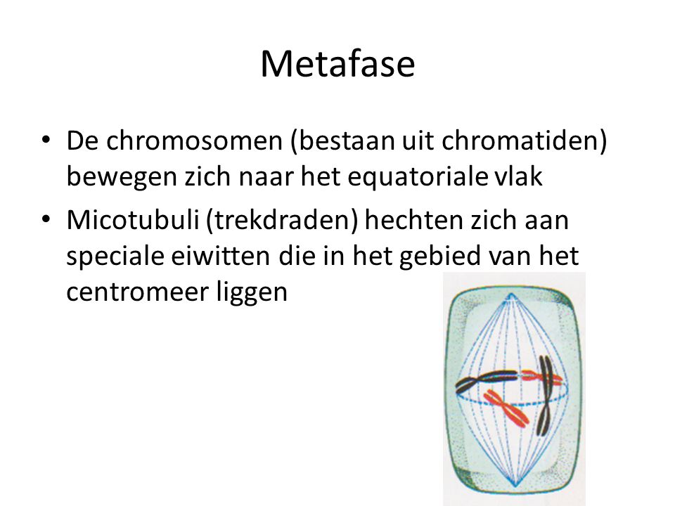 Metafase De chromosomen (bestaan uit chromatiden) bewegen zich naar het equatoriale vlak.