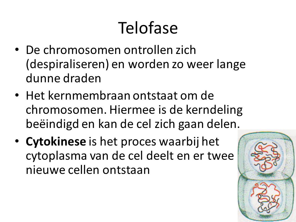 Telofase De chromosomen ontrollen zich (despiraliseren) en worden zo weer lange dunne draden.