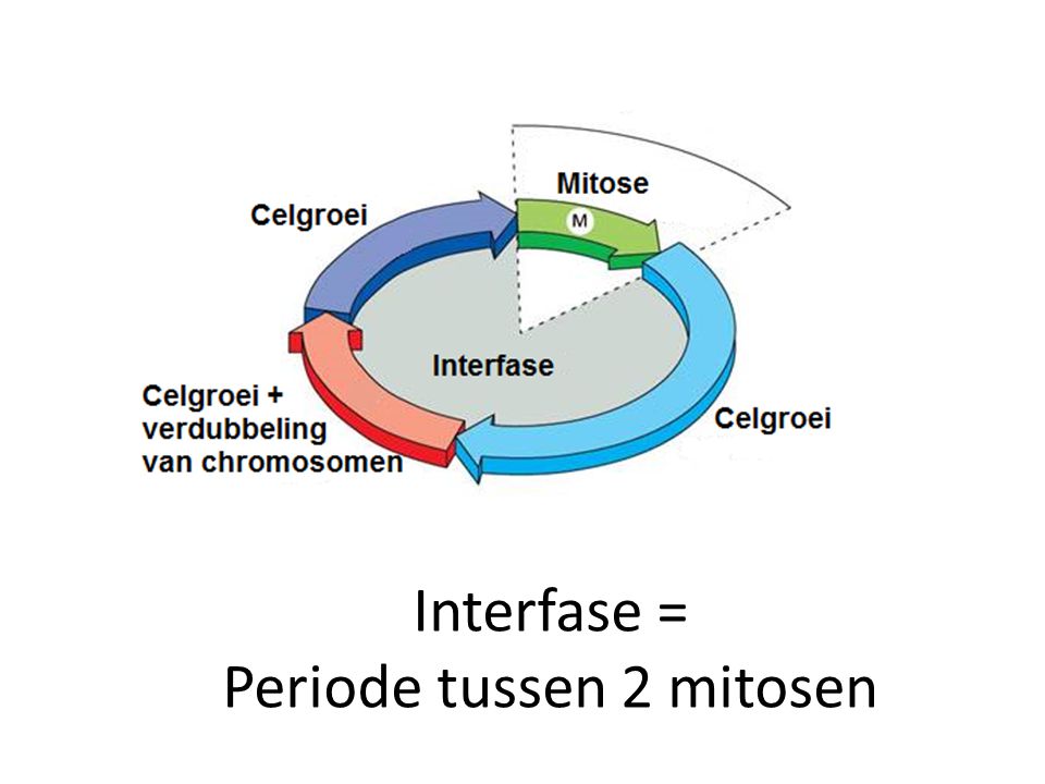 Interfase = Periode tussen 2 mitosen
