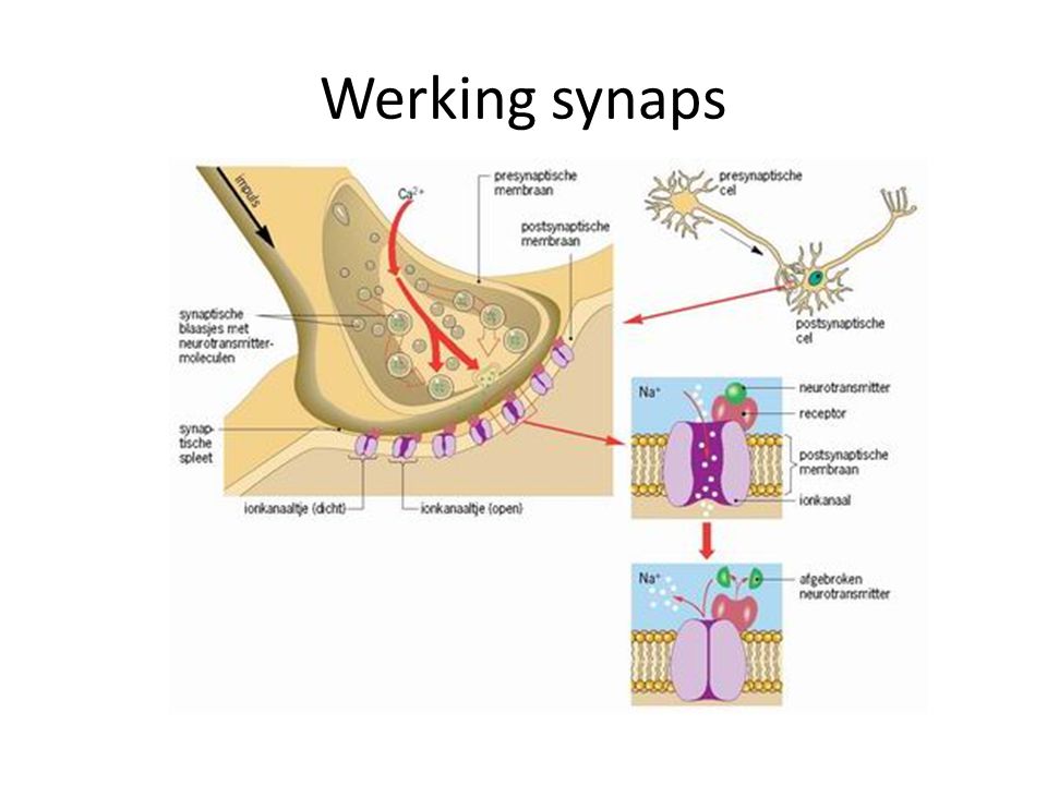 Werking synaps