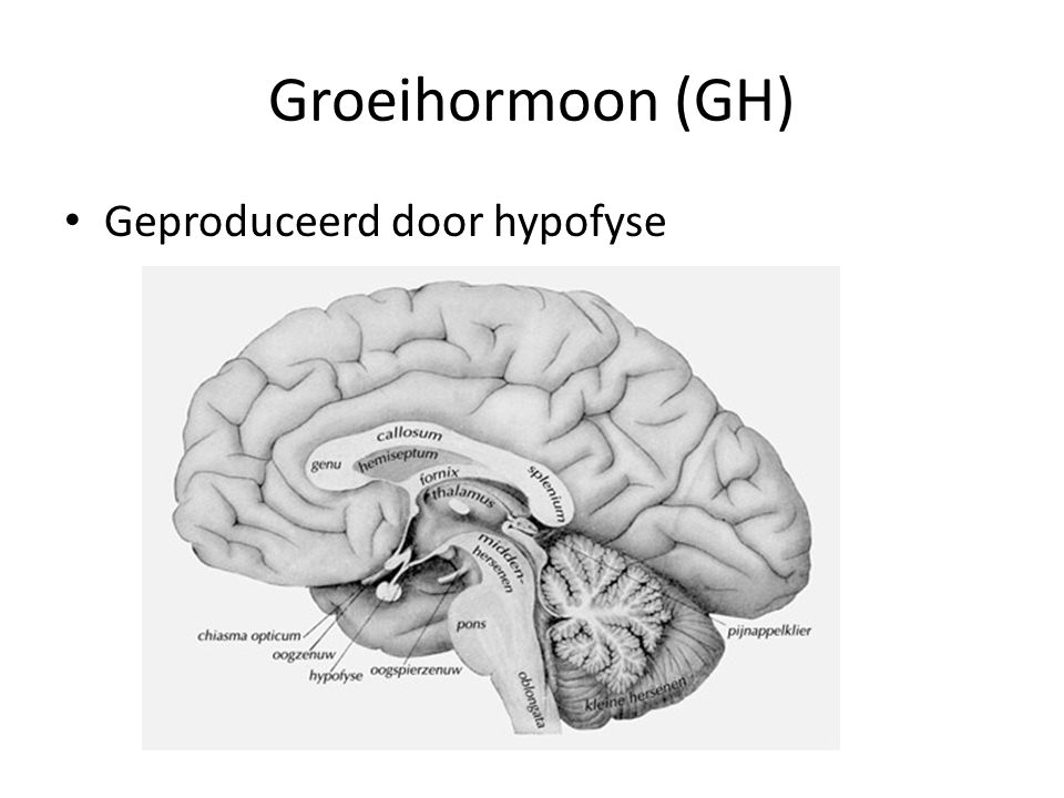Groeihormoon (GH) Geproduceerd door hypofyse