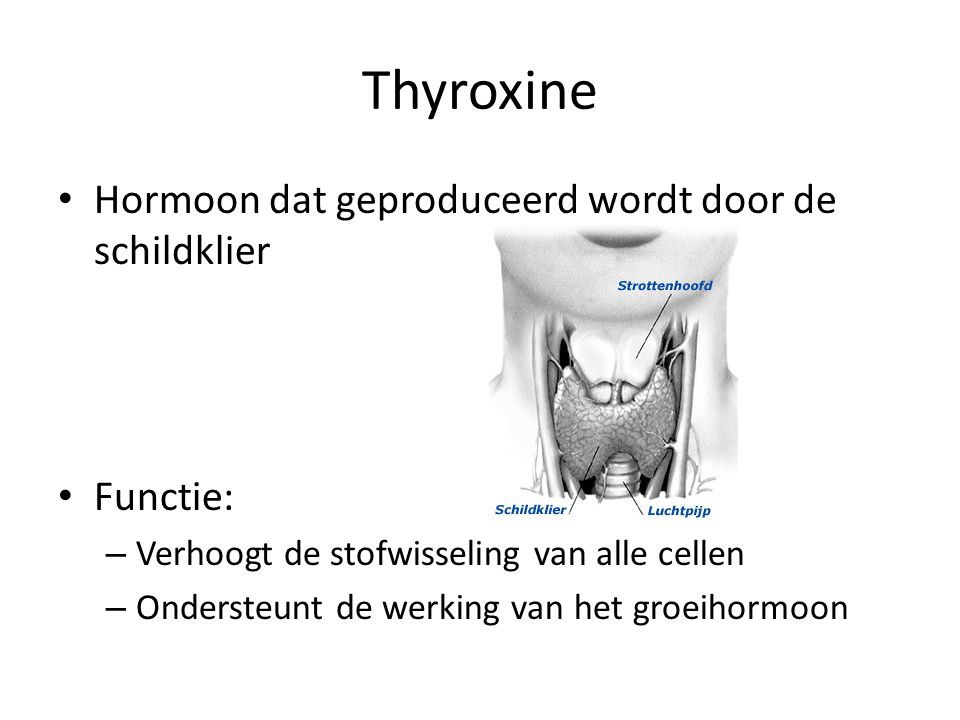 Thyroxine Hormoon dat geproduceerd wordt door de schildklier Functie: