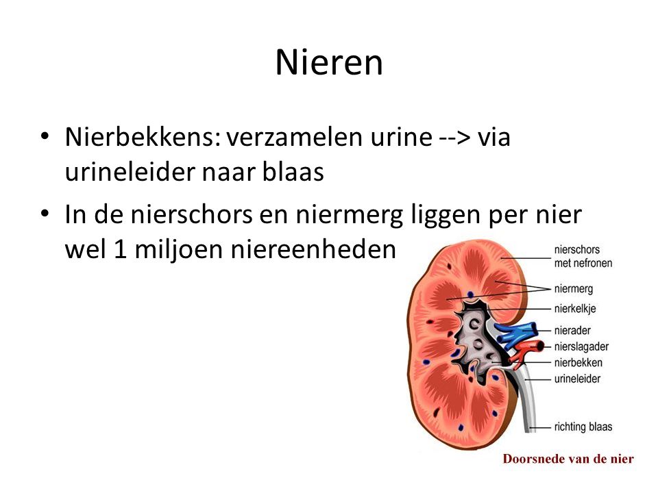 Nieren Nierbekkens: verzamelen urine --> via urineleider naar blaas